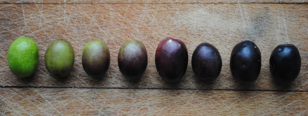 Степень окрашивания оливки в черный цвет