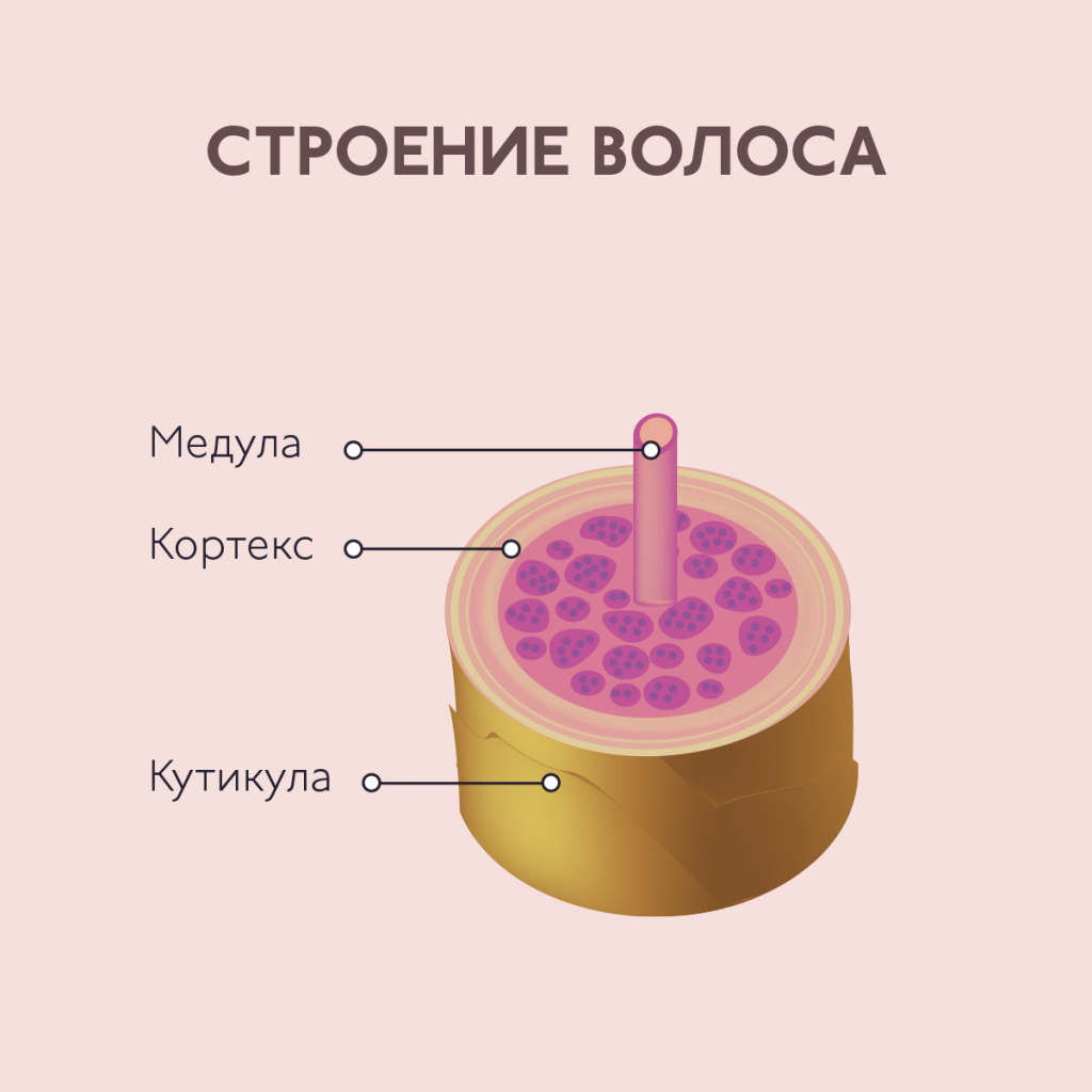 Как устроен волос